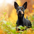 Australian Kelpie im Novemberwald