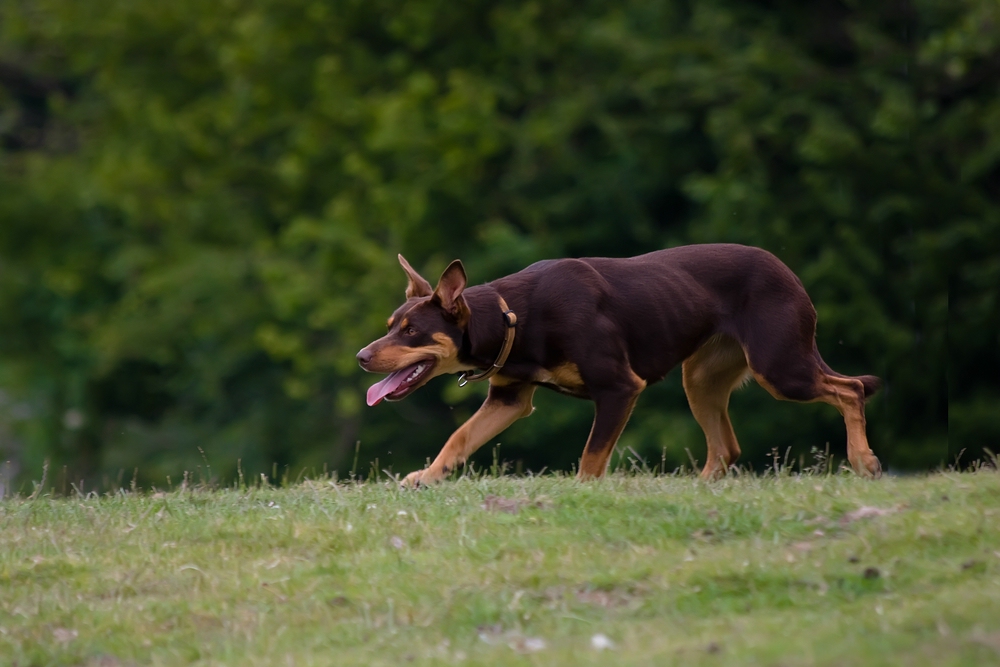 Australian Kelpie in voller Konzentration