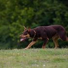 Australian Kelpie in voller Konzentration