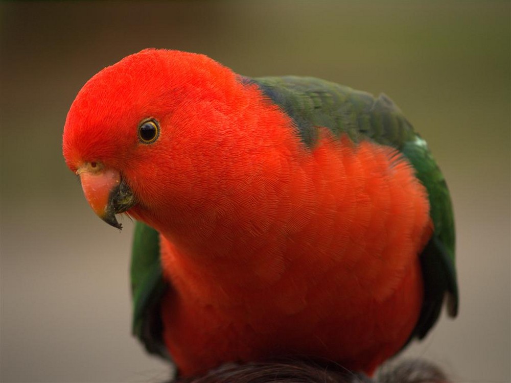 Australian King Parrot