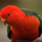 Australian King Parrot