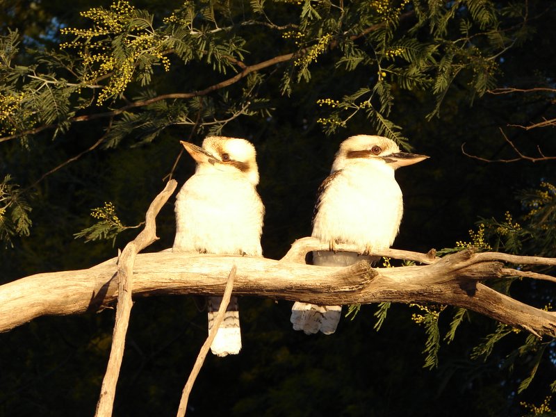 Australian Kookaburra