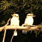 Australian Kookaburra