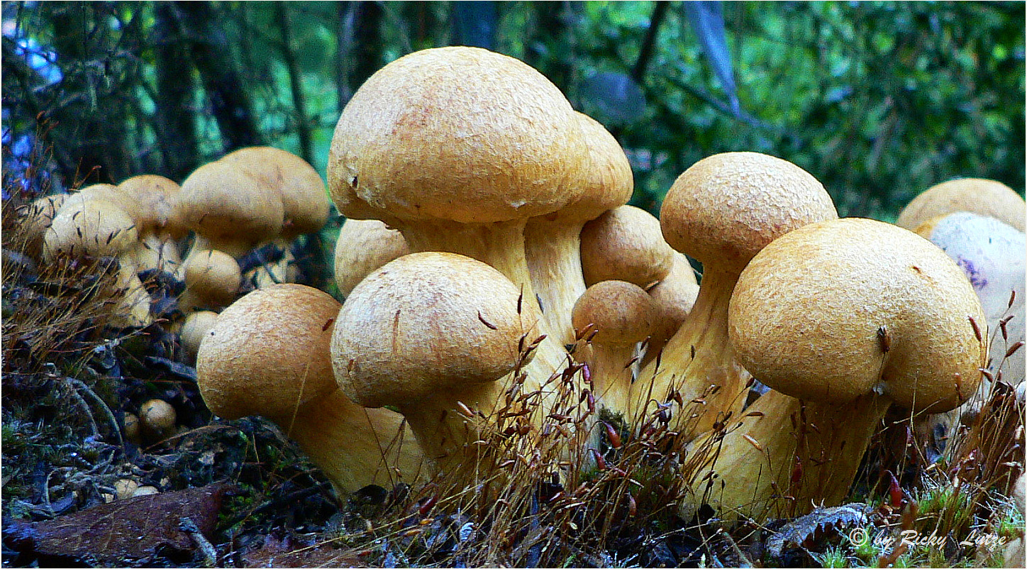 *** Australian Magic Mushrooms ***