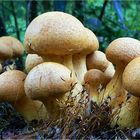 *** Australian Magic Mushrooms ***