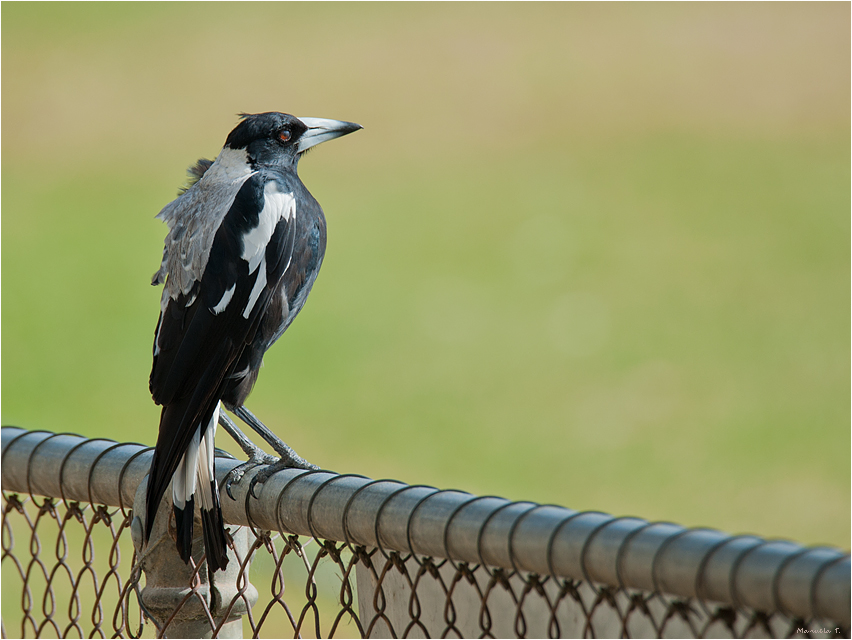 Australian Magpie