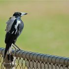 Australian Magpie