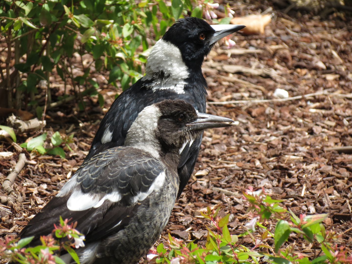 Australian Magpie