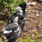 Australian Magpie