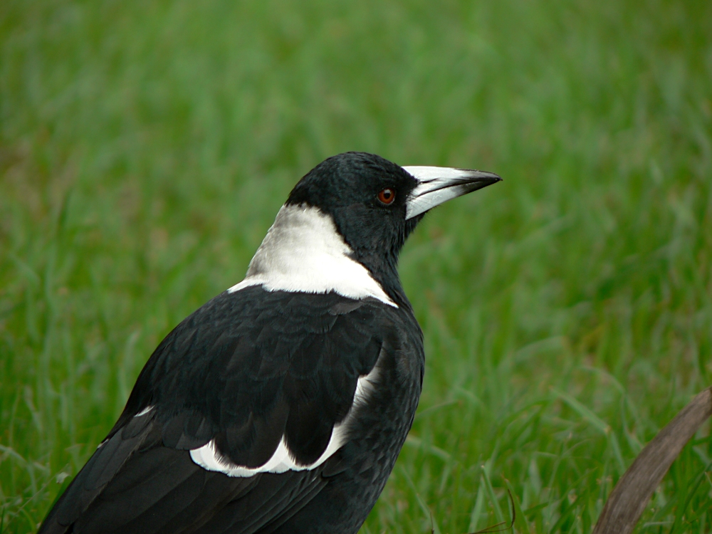 Australian Magpie ...