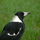 Australian Magpie ...