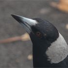 Australian Magpie 