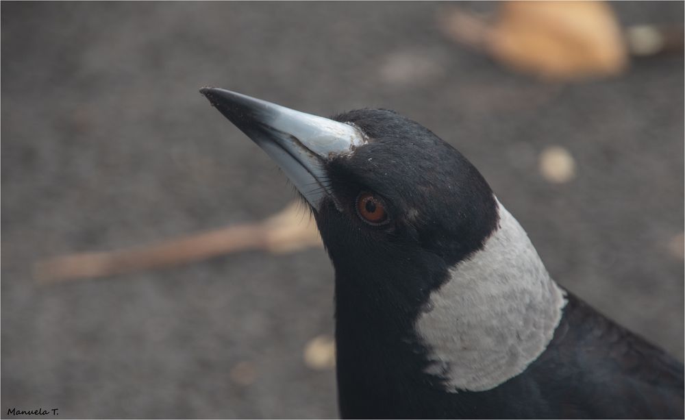 Australian Magpie 