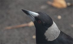 Australian Magpie 