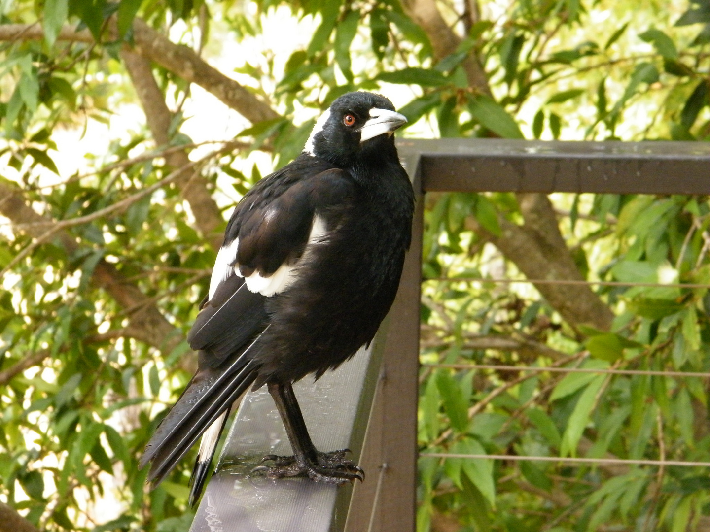 Australian Magpie (Gymnorhina tibicen)