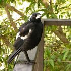 Australian Magpie (Gymnorhina tibicen)