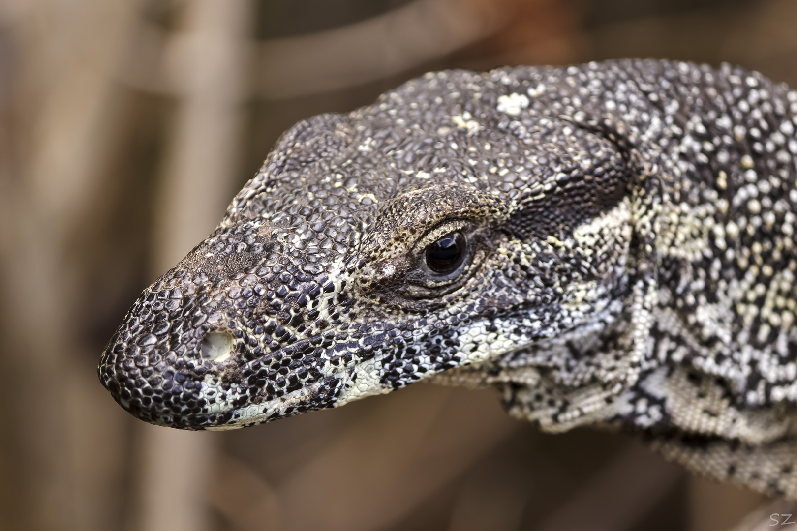 Australian Monitor Lizard