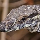 Australian Monitor Lizard