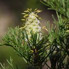 Australian Native In Ku-Ring-Gai National Park