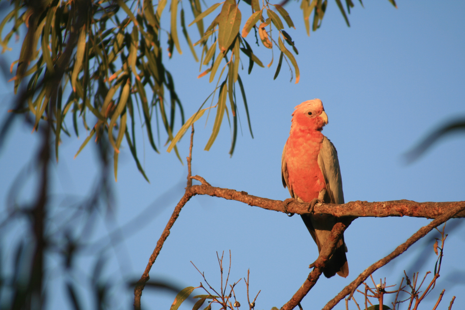 australian parrot