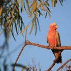 australian parrot