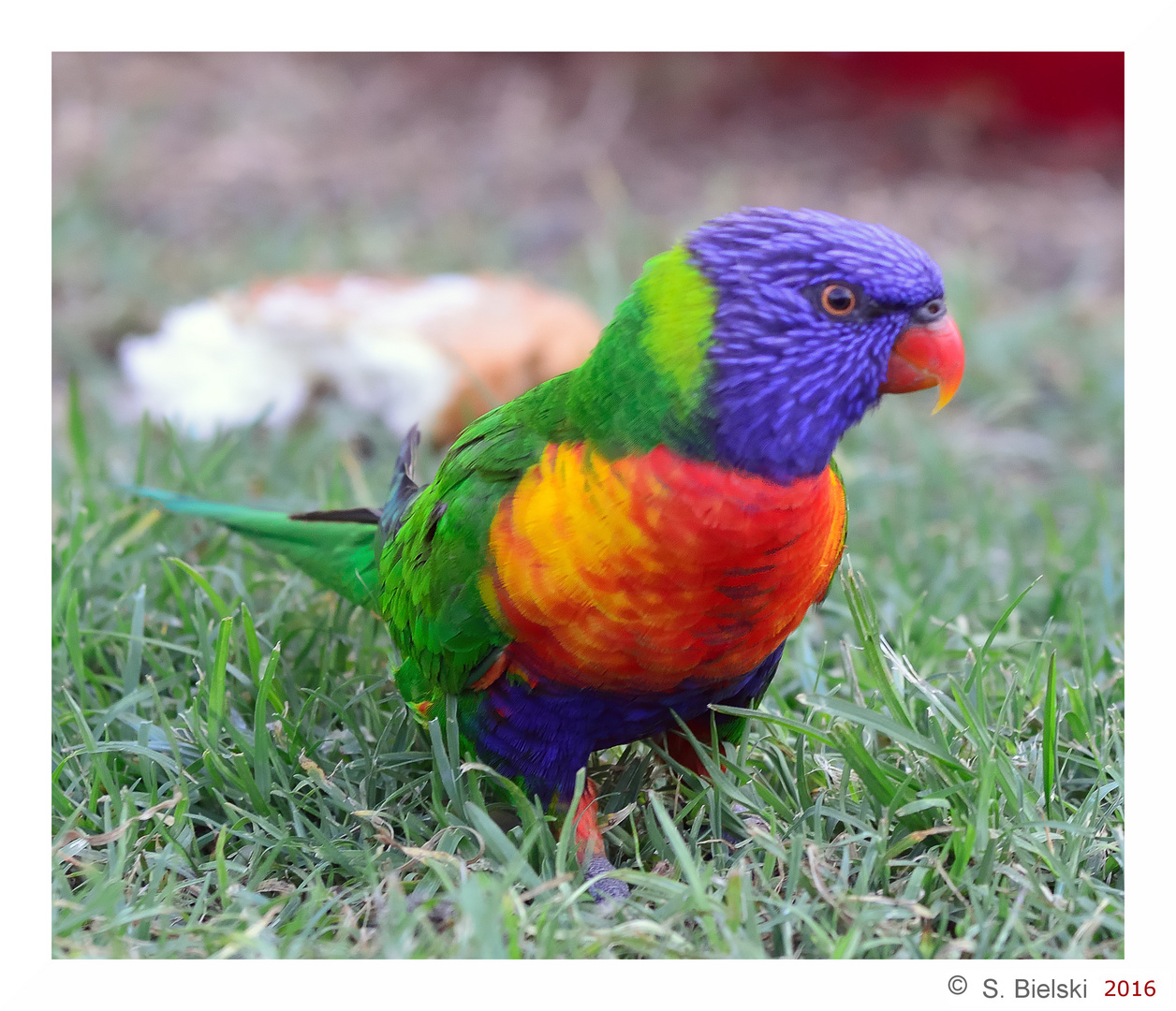 australian parrot