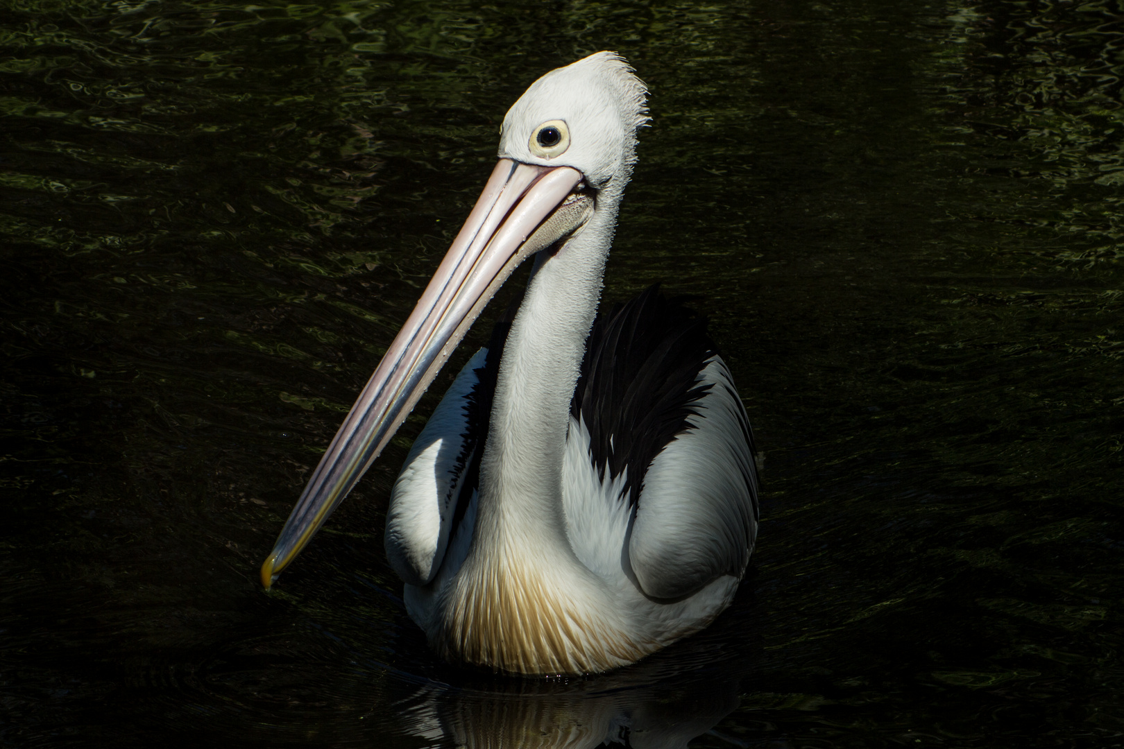 Australian pelican