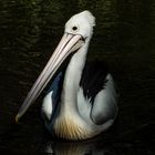 Australian pelican