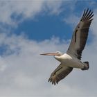 Australian pelican