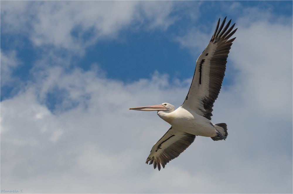 Australian pelican