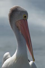 Australian Pelican