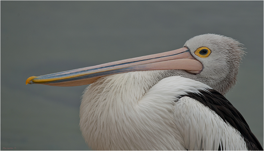 Australian pelican