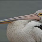 Australian pelican