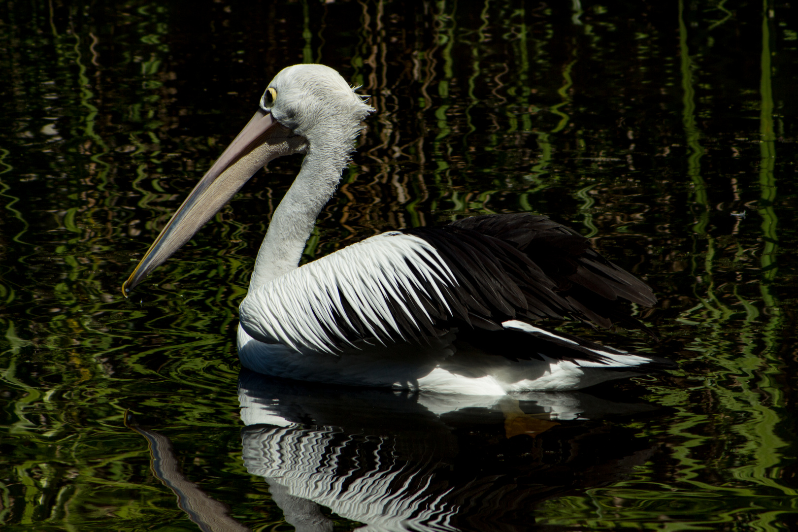 Australian pelican