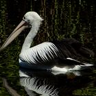 Australian pelican