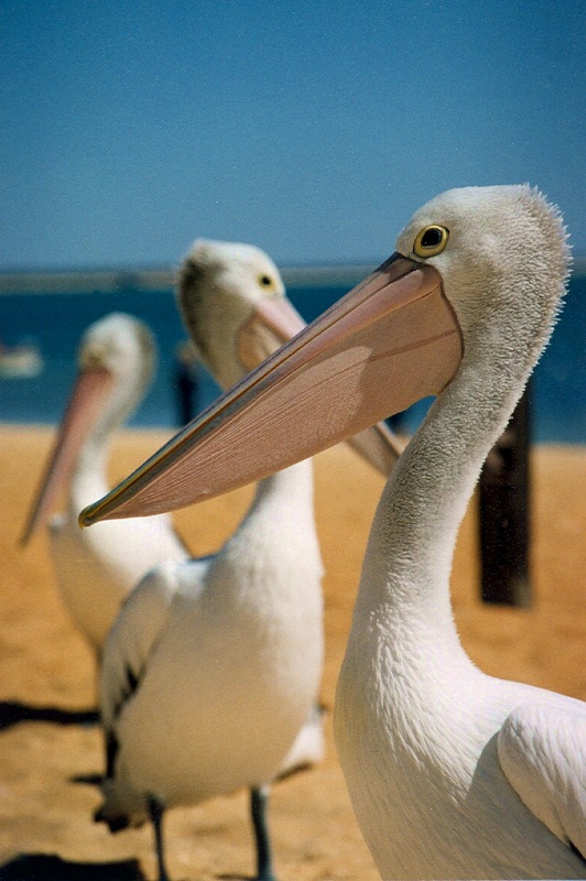 Australian Pelican