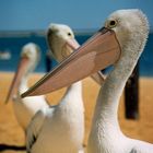 Australian Pelican