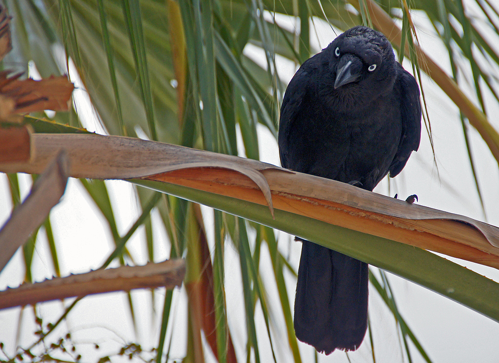 ..Australian Raven..