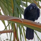 ..Australian Raven..