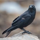 Australian raven