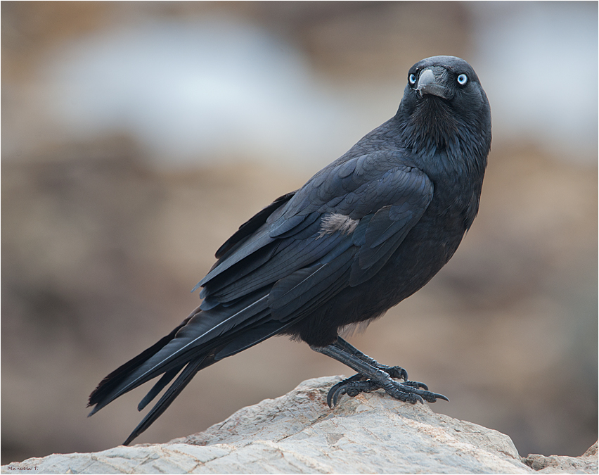 Australian raven