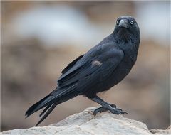 Australian raven