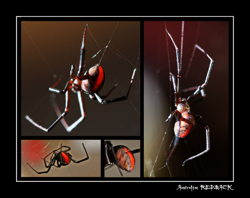 Australian Redback