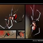 Australian Redback