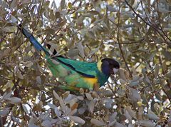 ..Australian Ringneck..