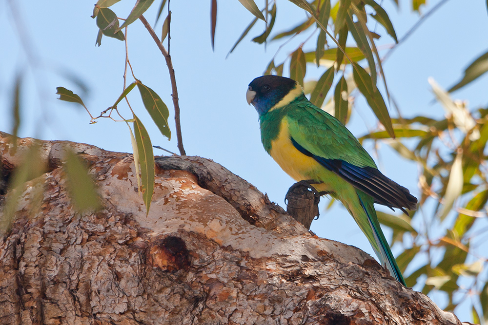 Australian Ringneck