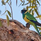 Australian Ringneck