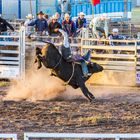 Australian Rodeo