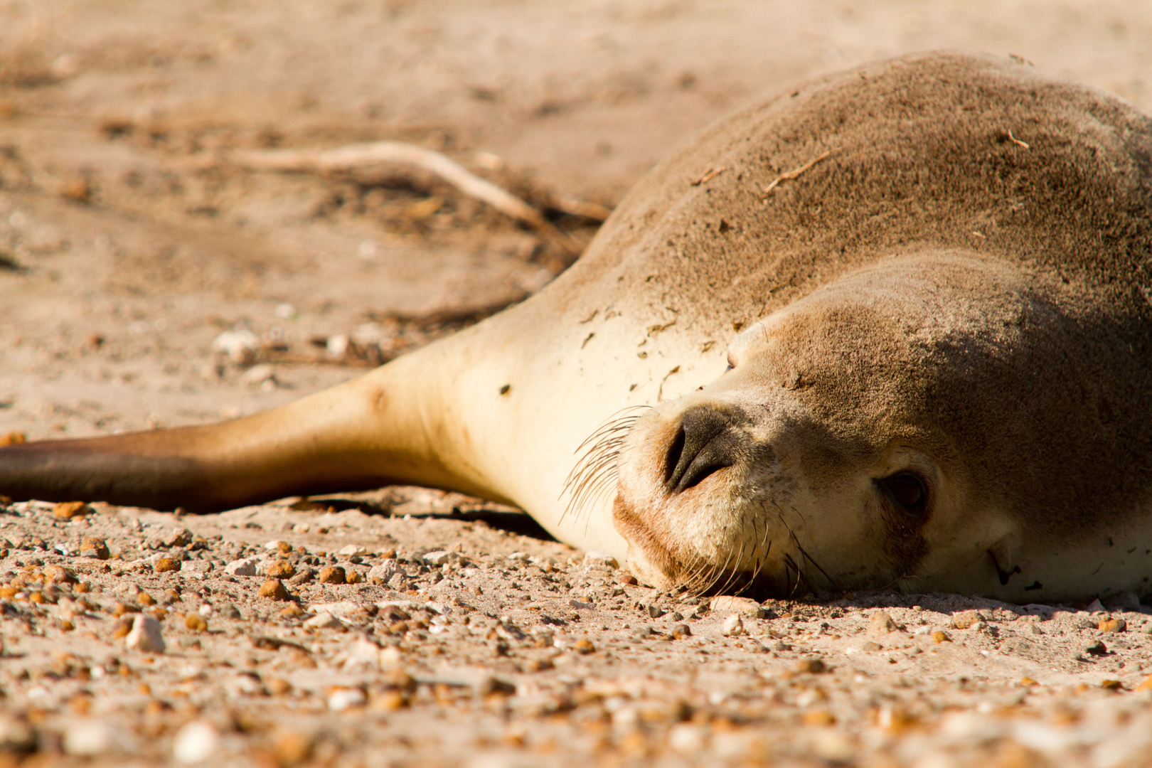 Australian Sea Lion