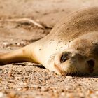 Australian Sea Lion